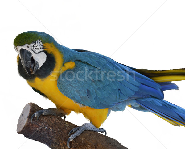 Macaw Parrot Perching Stock photo © saddako2