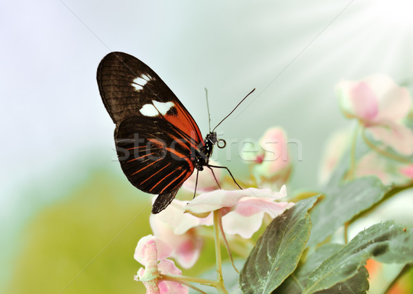 tropical butterfly Stock photo © saddako2