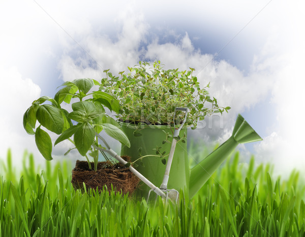 Oregano bazylia zioła gotowy niebo wiosną Zdjęcia stock © saddako2