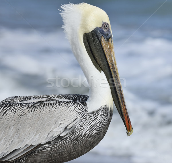Brown Pelican Stock photo © saddako2