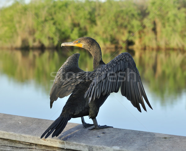 Double-Crested Cormorant Stock photo © saddako2