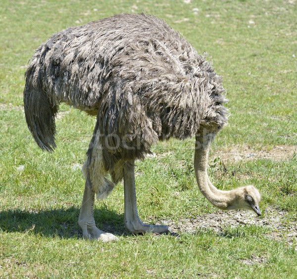 страус большой трава Открытый коричневый Сток-фото © saddako2