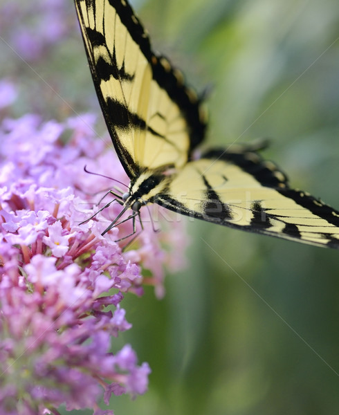 Foto d'archivio: Orientale · tigre · farfalla · viola · Bush · fiore