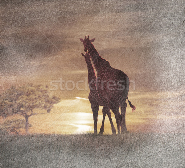 Twee giraffen zonsondergang heuvel Rood plant Stockfoto © saddako2