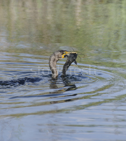 Double-crested Cormorant (Phalacrocorax carbo) Stock photo © saddako2