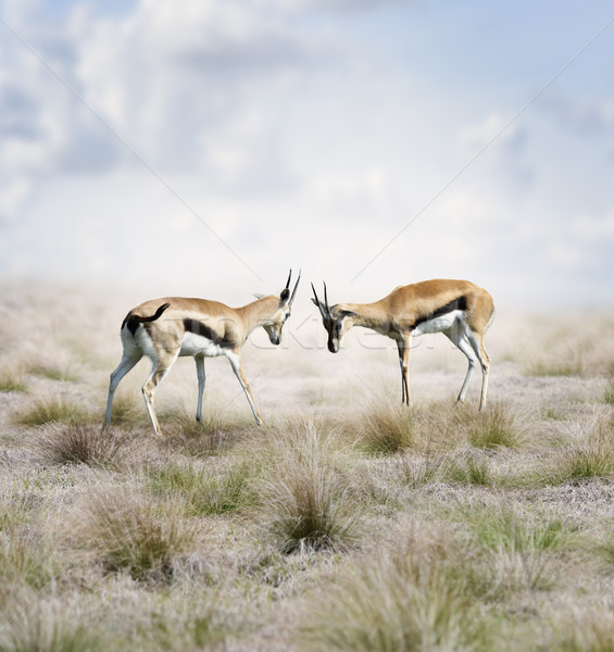 Doua tineri iarbă natură masculin african Imagine de stoc © saddako2