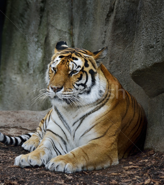 Amur Tiger Stock photo © saddako2