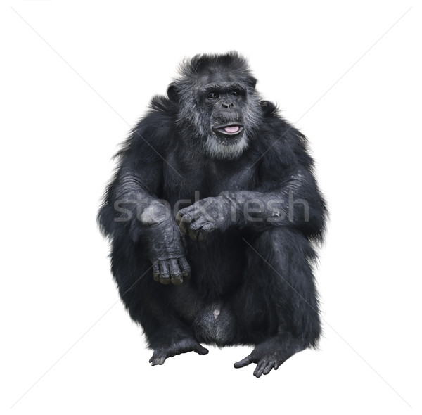 Schimpansen Sitzung weiß schwarz Affe Stock foto © saddako2