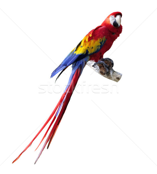 Papagei groß farbenreich isoliert weiß blau Stock foto © saddako2
