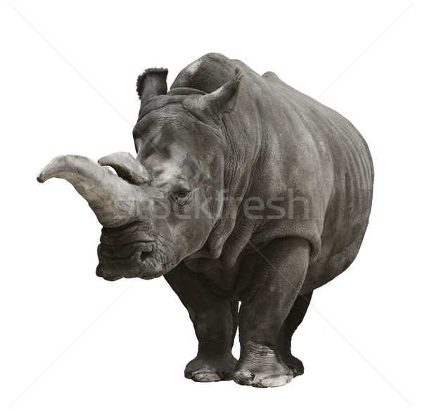 Rhinoceros On White Background  Stock photo © saddako2