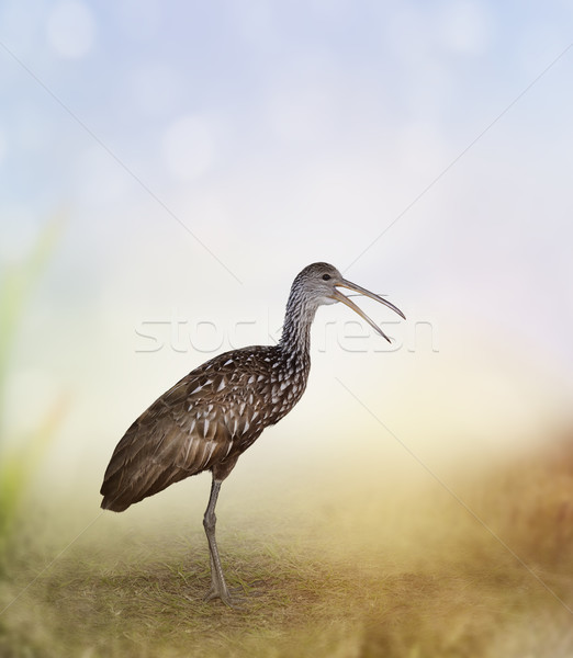 Limpkin Bird Stock photo © saddako2