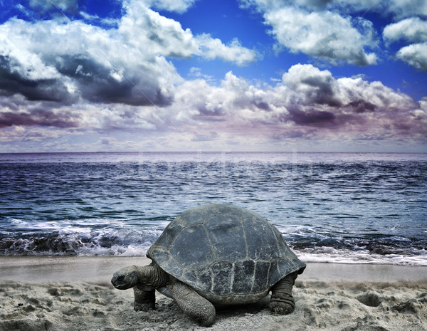 Big Turtle On The  Ocean Beach  Stock photo © saddako2