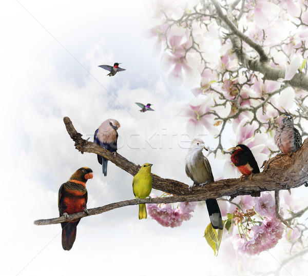 Tropical Birds Stock photo © saddako2