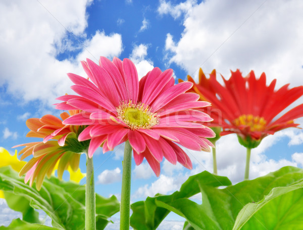 Stok fotoğraf: Papatya · çiçekler · mavi · gökyüzü · bahar · doğa