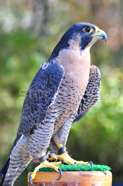 Falcon sport chasse nature animaux rapide Photo stock © saddako2