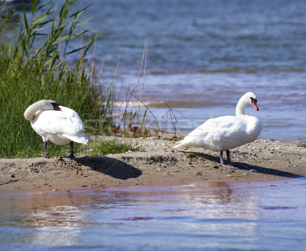 Swans  Stock photo © saddako2