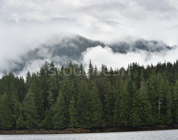 Mgły góry sosny drzew drzewo lasu Zdjęcia stock © saddako2