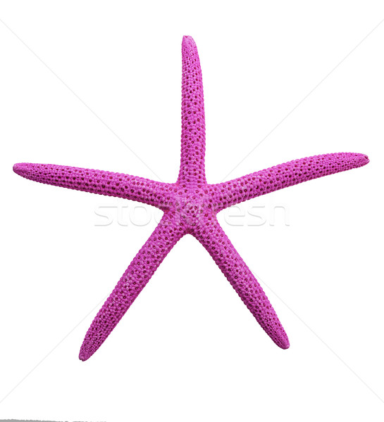 紫色 手指 海星 孤立 白 商業照片 © saddako2