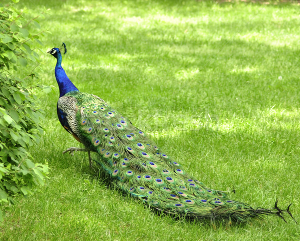 Paon parc nature vert bleu [[stock_photo]] © saddako2