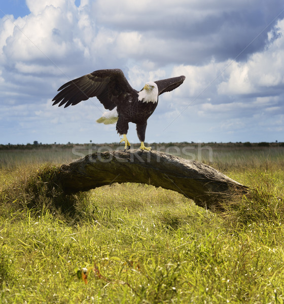 American Bald Eagle Stock photo © saddako2