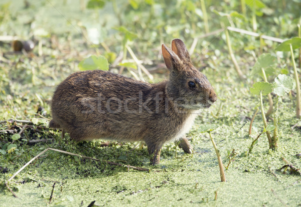 Marsh Rabbit  in Florida wetlands Stock photo © saddako2
