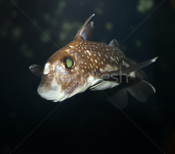  Spotted Ratfish Stock photo © saddako2