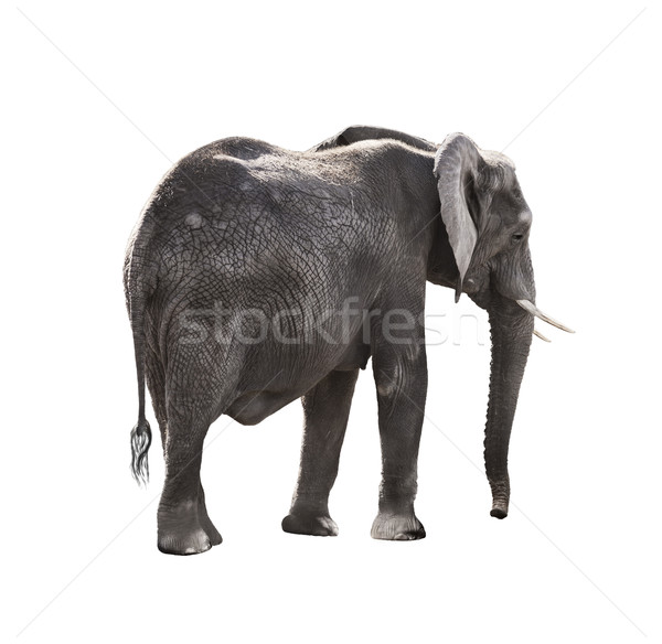 African Elephant  Stock photo © saddako2
