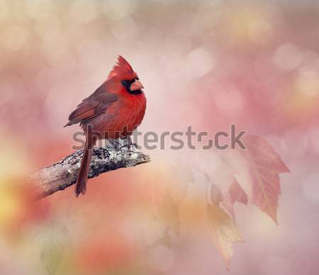 Stok fotoğraf: Erkek · kuzey · ağaç · doğa · kuş · tüy