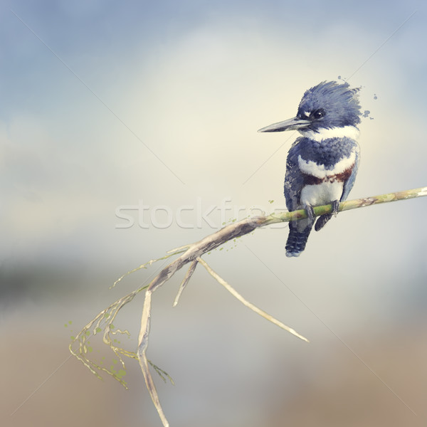 Martin pescatore acquerello digitale pittura natura uccello Foto d'archivio © saddako2