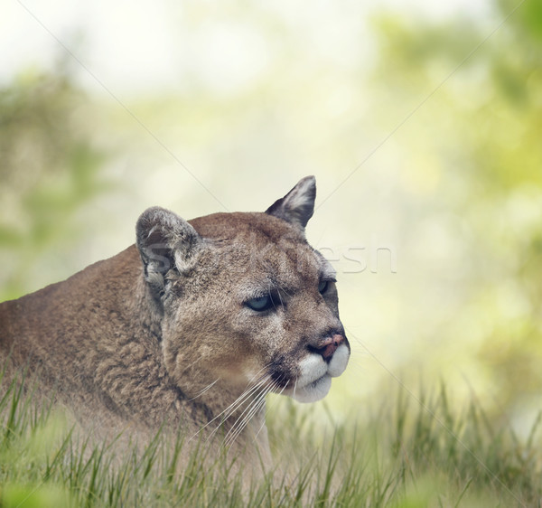 Stockfoto: Florida · panter · poema · portret · gras