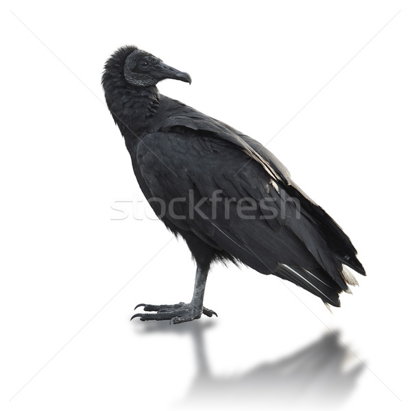 Nero avvoltoio sfondo bianco selvatico Foto d'archivio © saddako2