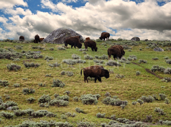 bisons feeding in the mountain  Stock photo © saddako2