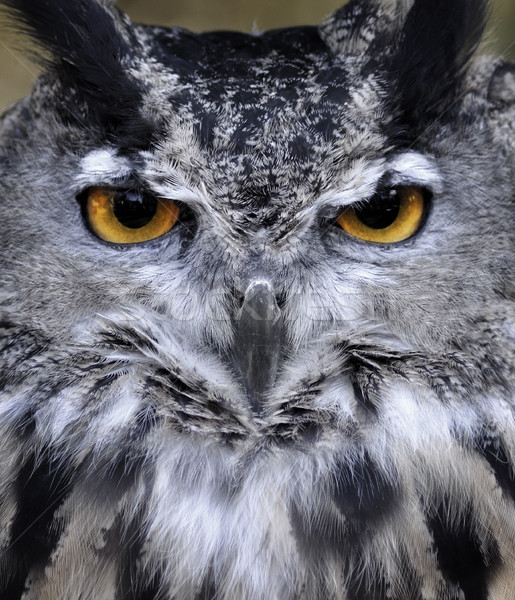 Owl  Portrait Stock photo © saddako2