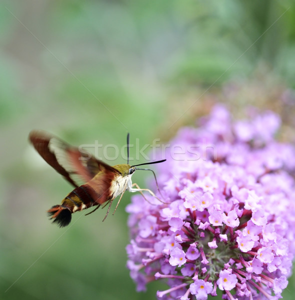 ハチドリ 動物 翼 マクロ 桜 屋外 ストックフォト © saddako2