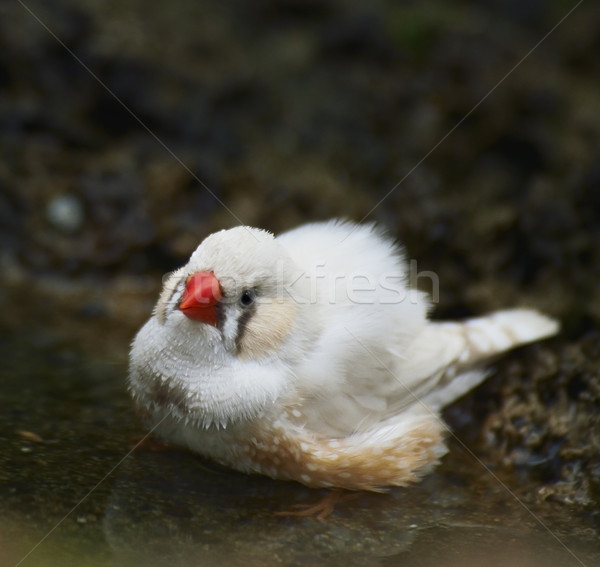 Zebra Finch Taking A Bath  Stock photo © saddako2