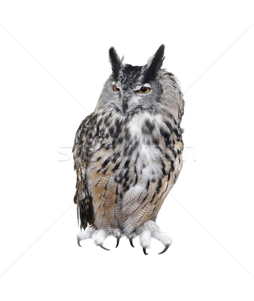 Great Horned Owl Stock photo © saddako2