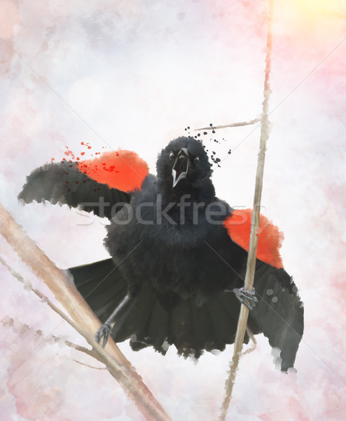 Foto stock: Rojo · mirlo · acuarela · digital · pintura · aves