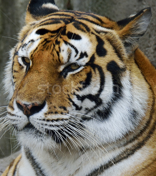 Amur Tiger Stock photo © saddako2