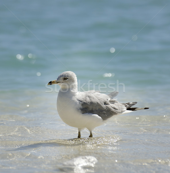 Gabbiano piedi acqua mare Ocean uccello Foto d'archivio © saddako2