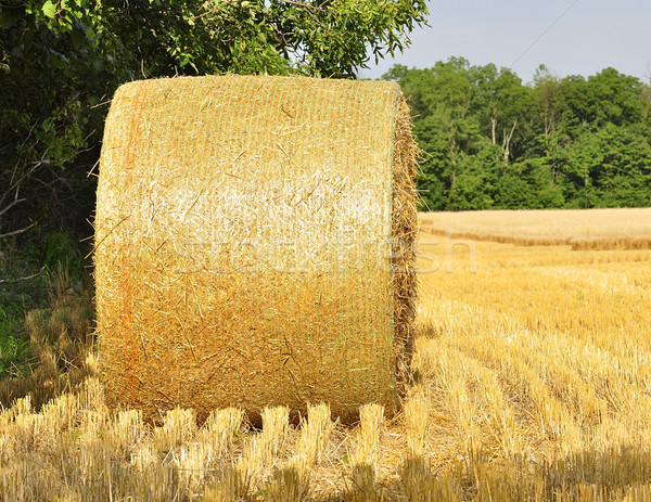 Hay bails in a field  Stock photo © saddako2