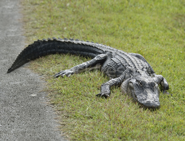 Amerykański aligator drogowego parku bagno Zdjęcia stock © saddako2