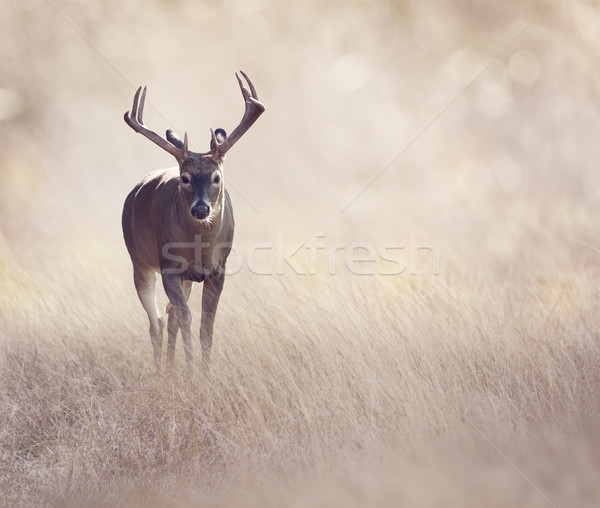 Stock photo: Deer in a grassland