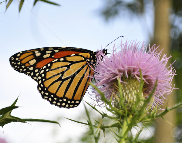 Monarch Butterfly Stock photo © saddako2