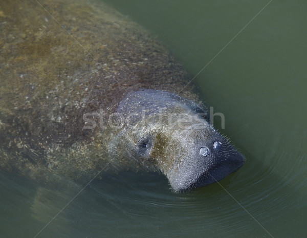 úszik víz természet tenger vízalatti tengeri Stock fotó © saddako2