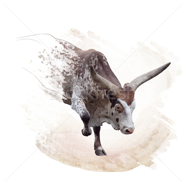 brown and white longhorn steer watercolor Stock photo © saddako2