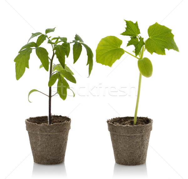 Stock foto: Tomaten · Gurken · Pflanzen · Blume · jungen · Gemüse