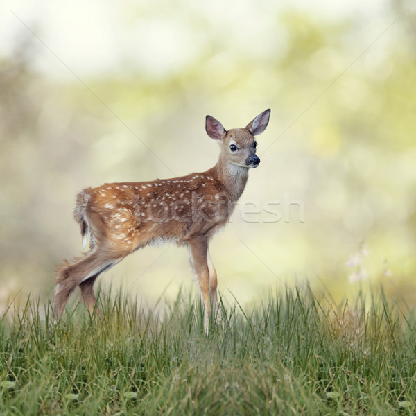 White-tailed deer fawn Stock photo © saddako2