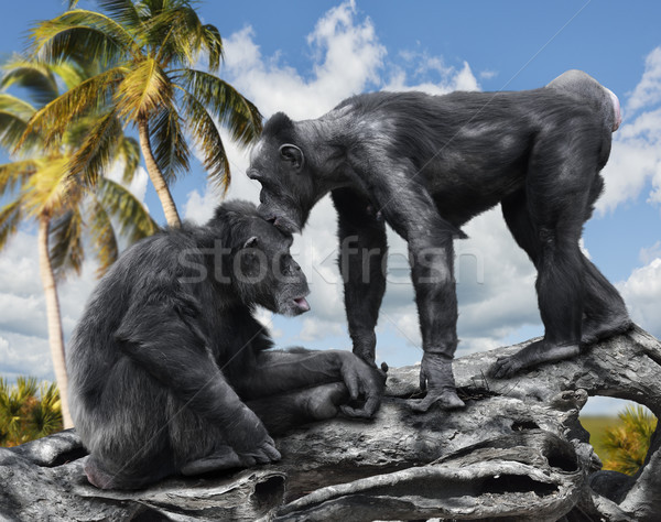 Doua maimute cimpanzeu şedinţei ramură copac Imagine de stoc © saddako2