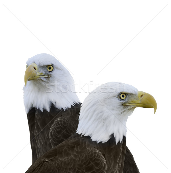  American Bald Eagles Stock photo © saddako2
