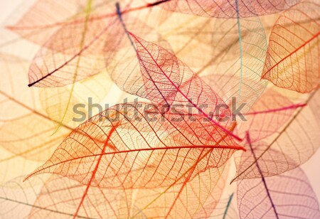 Skeleton leaves background  Stock photo © saddako2